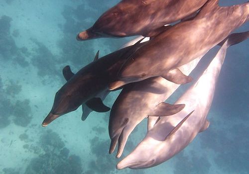 Schwimmen mit Delfinen & Delfin Touren